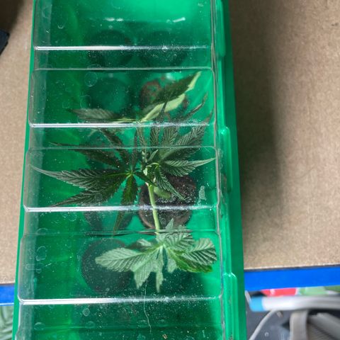 Caligunde III growlog timeline photo