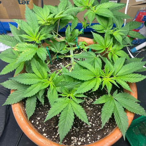 Biscotti Tangie x Cali Cookies growlog timeline photo