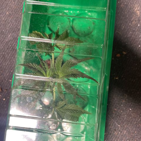 Caligunde III growlog timeline photo