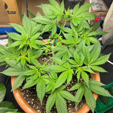 Biscotti Tangie x Cali Cookies growlog timeline photo