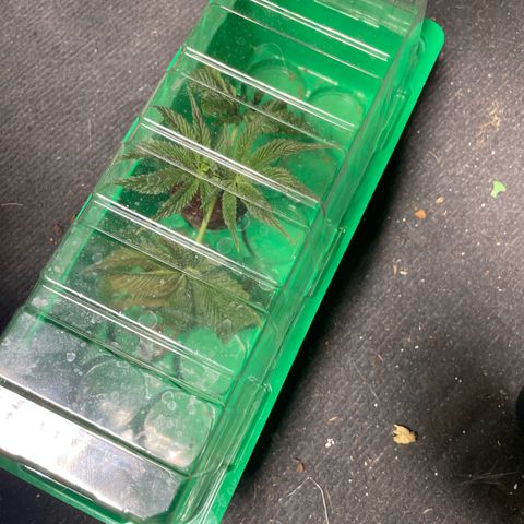 Caligunde III growlog timeline photo