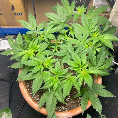 Biscotti Tangie x Cali Cookies growlog timeline photo