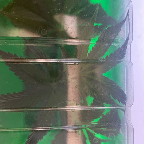 Caligunde III growlog timeline photo