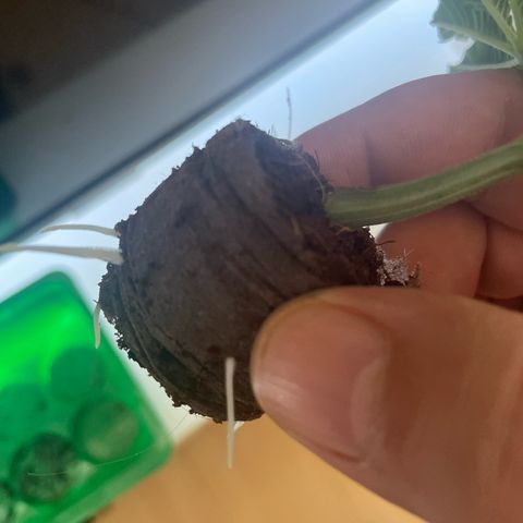 Caligunde III growlog timeline photo