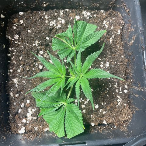 Caligunde III growlog timeline photo