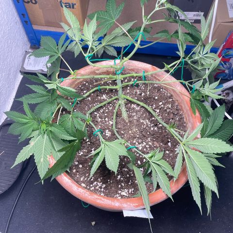 Biscotti Tangie x Cali Cookies growlog timeline photo