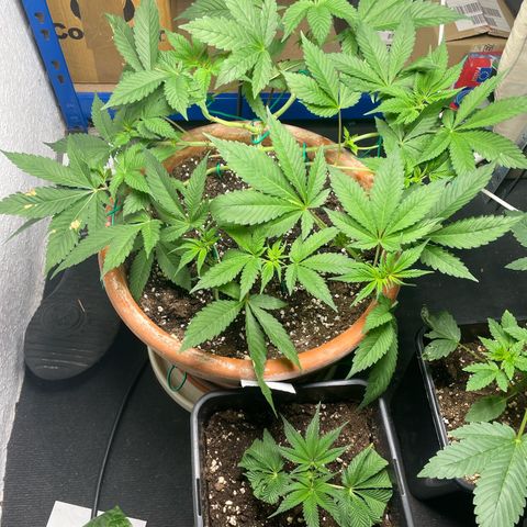 Biscotti Tangie x Cali Cookies growlog timeline photo