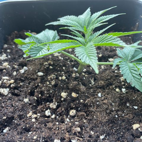 Caligunde III growlog timeline photo