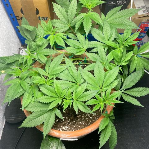 Biscotti Tangie x Cali Cookies growlog timeline photo