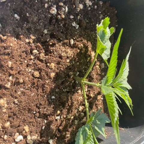 Caligunde III growlog timeline photo