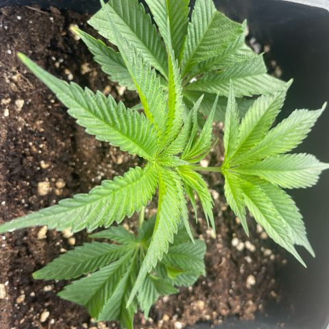 Caligunde III growlog timeline photo