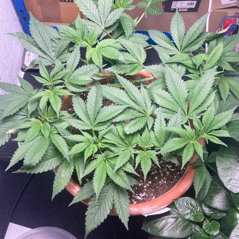 Biscotti Tangie x Cali Cookies growlog timeline photo