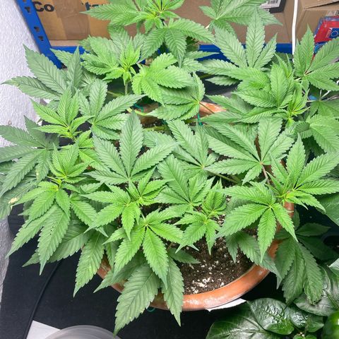 Biscotti Tangie x Cali Cookies growlog timeline photo