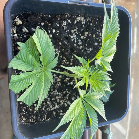 Caligunde III growlog timeline photo