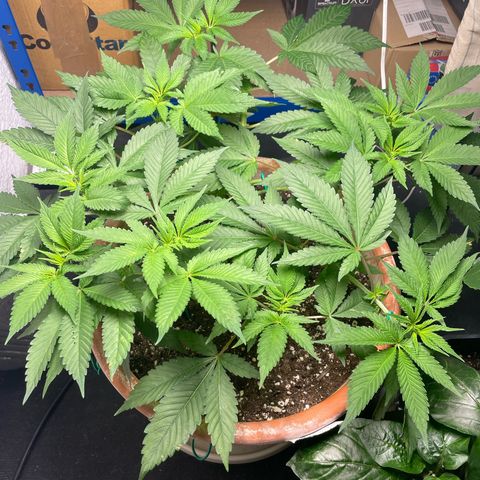 Biscotti Tangie x Cali Cookies growlog timeline photo