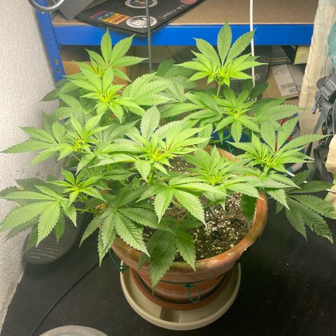 Biscotti Tangie x Cali Cookies growlog timeline photo