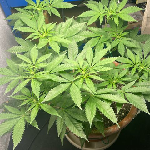 Biscotti Tangie x Cali Cookies growlog timeline photo