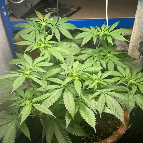Biscotti Tangie x Cali Cookies growlog timeline photo