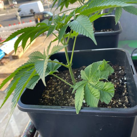 Caligunde III growlog timeline photo