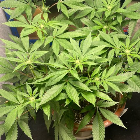 Biscotti Tangie x Cali Cookies growlog timeline photo