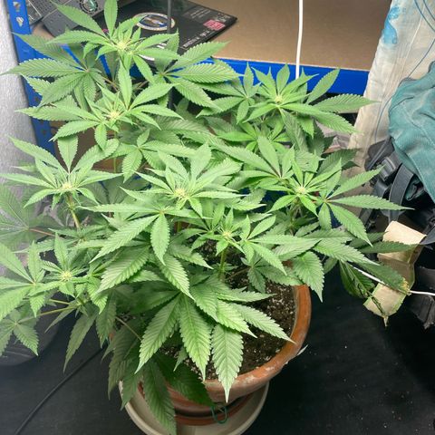 Biscotti Tangie x Cali Cookies growlog timeline photo