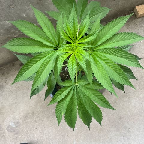 Caligunde III growlog timeline photo