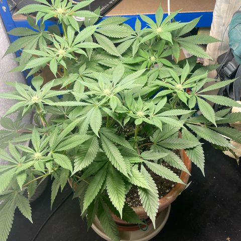 Biscotti Tangie x Cali Cookies growlog timeline photo