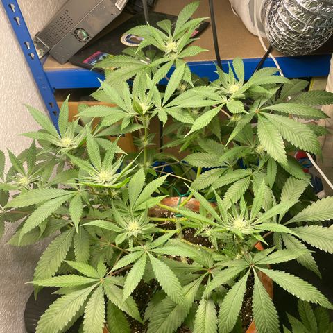 Biscotti Tangie x Cali Cookies growlog timeline photo