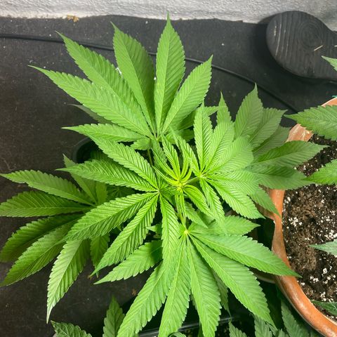 Caligunde III growlog timeline photo