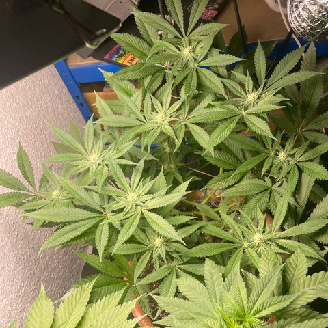 Biscotti Tangie x Cali Cookies growlog timeline photo
