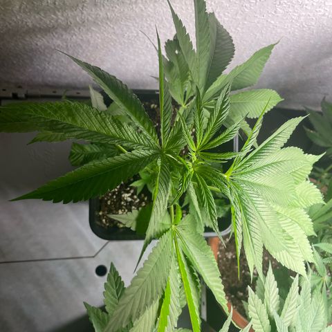 Caligunde III growlog timeline photo