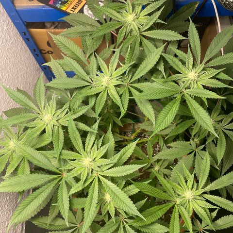 Biscotti Tangie x Cali Cookies growlog timeline photo