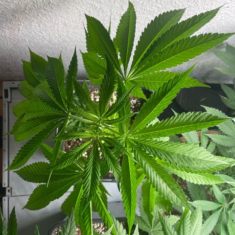 Caligunde III growlog timeline photo
