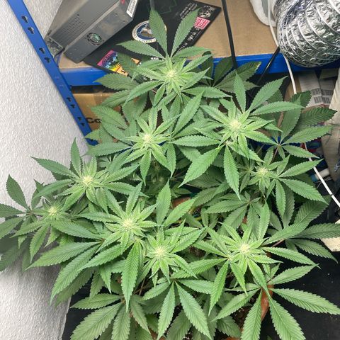 Biscotti Tangie x Cali Cookies growlog timeline photo