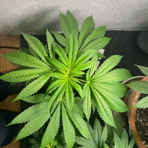 Caligunde III growlog timeline photo