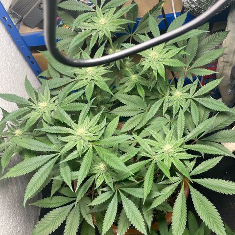 Biscotti Tangie x Cali Cookies growlog timeline photo