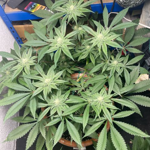 Biscotti Tangie x Cali Cookies growlog timeline photo