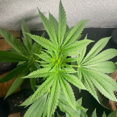 Caligunde III growlog timeline photo