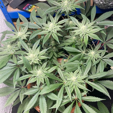Biscotti Tangie x Cali Cookies growlog timeline photo