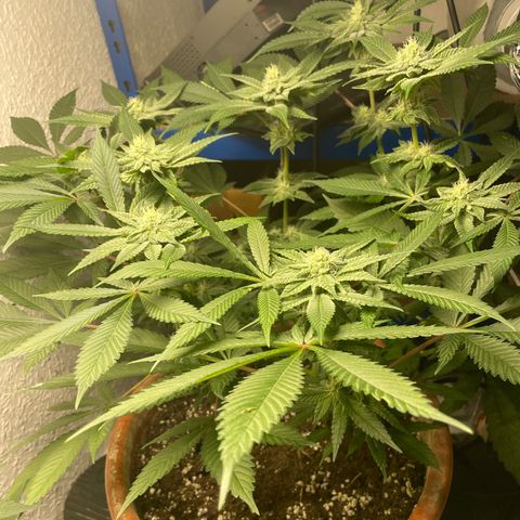 Biscotti Tangie x Cali Cookies growlog timeline photo