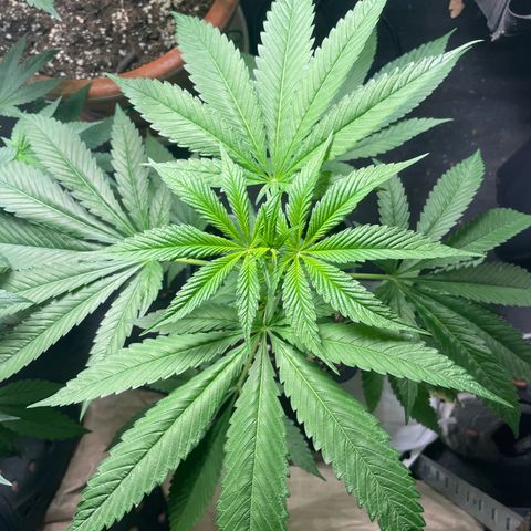 Caligunde III growlog timeline photo