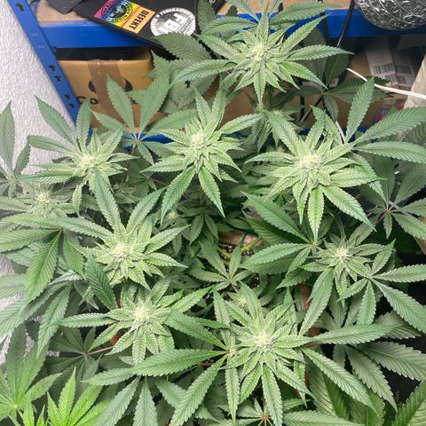 Biscotti Tangie x Cali Cookies growlog timeline photo