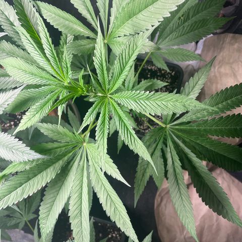 Caligunde III growlog timeline photo