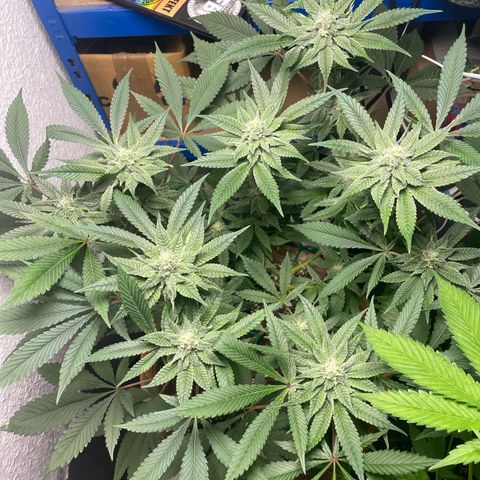 Biscotti Tangie x Cali Cookies growlog timeline photo