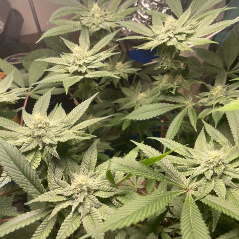 Biscotti Tangie x Cali Cookies growlog timeline photo