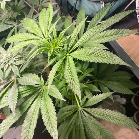 Caligunde III growlog timeline photo