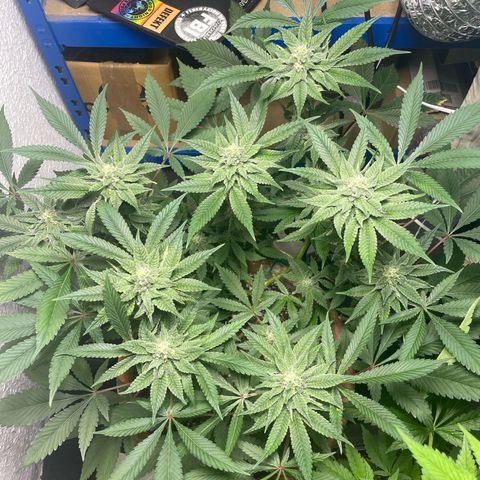 Biscotti Tangie x Cali Cookies growlog timeline photo