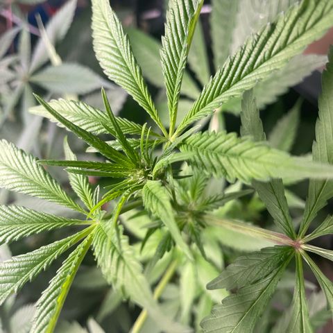 Caligunde III growlog timeline photo
