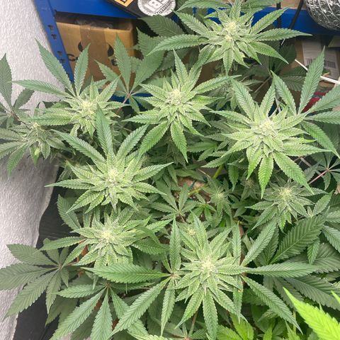 Biscotti Tangie x Cali Cookies growlog timeline photo