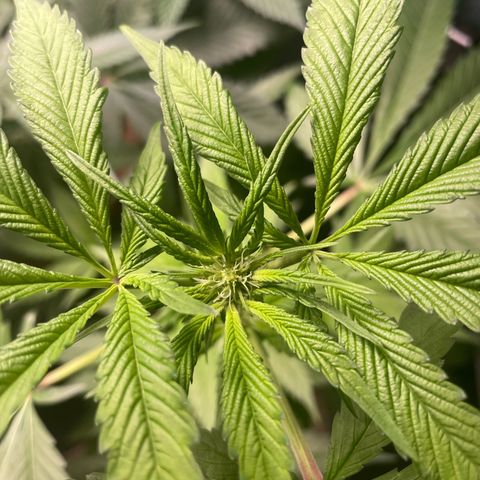 Caligunde III growlog timeline photo